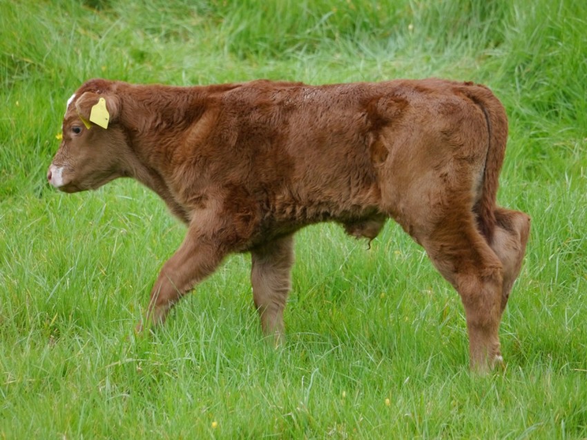 a brown cow standing on top of a lush green field