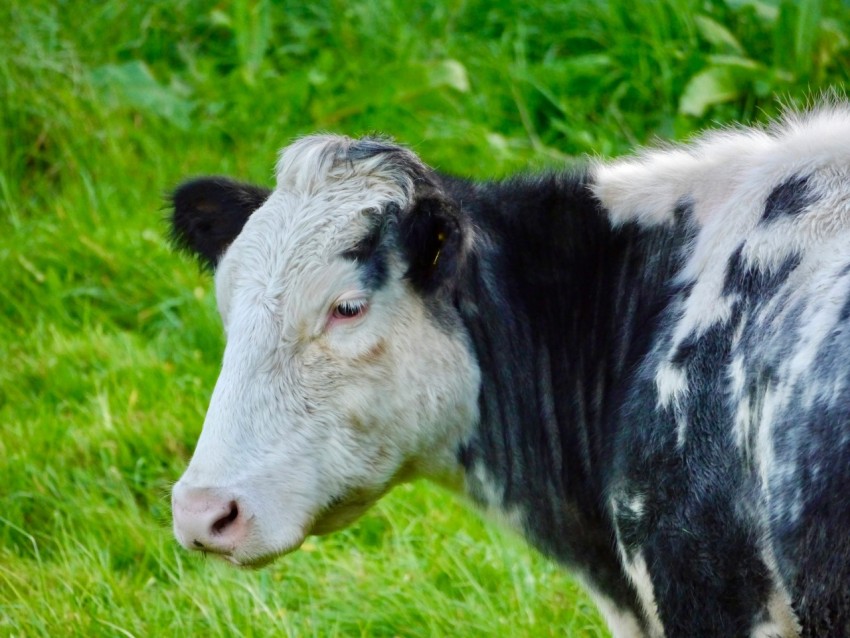 a black and white cow standing on a lush green field