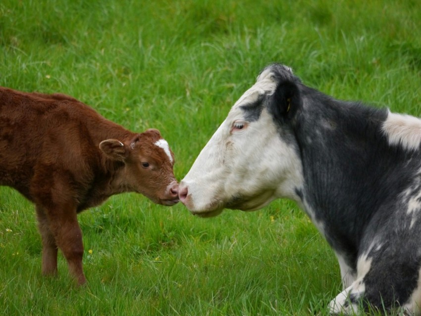 a cow and a calf in a grassy field