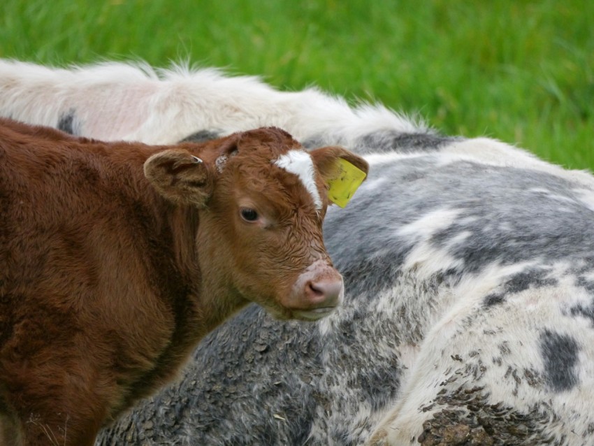 a couple of cows that are standing in the grass