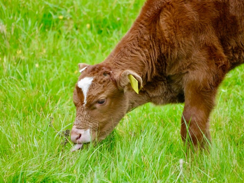 a brown cow grazing on a lush green field