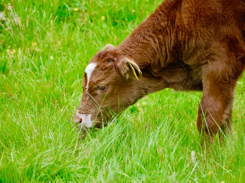 a brown cow eating grass in a field