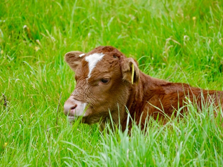 a brown and white cow laying in a grassy field
