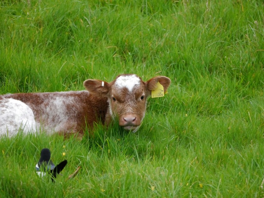 a brown and white cow laying on top of a lush green field