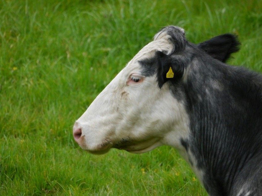 a black and white cow standing on a lush green field