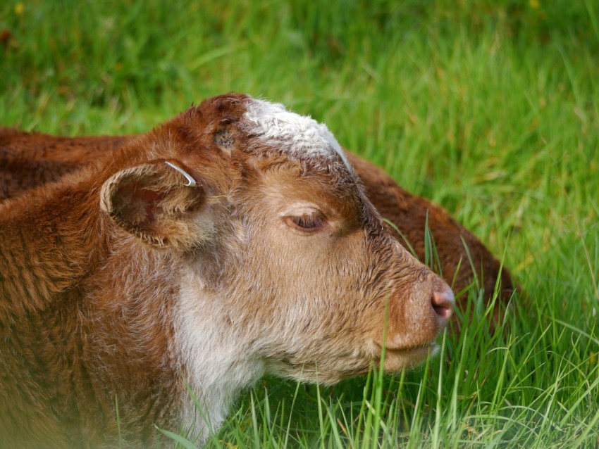 a brown and white cow laying in the grass