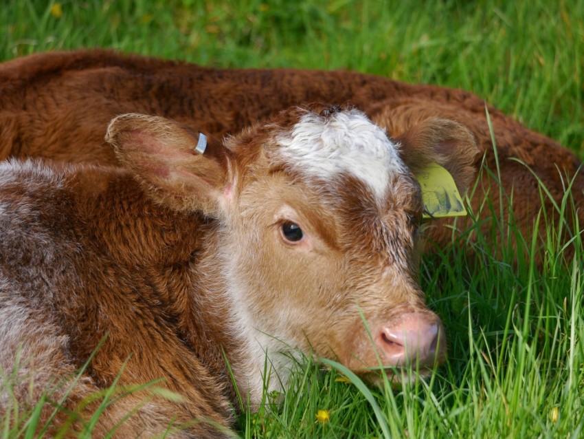 a brown and white cow laying in the grass