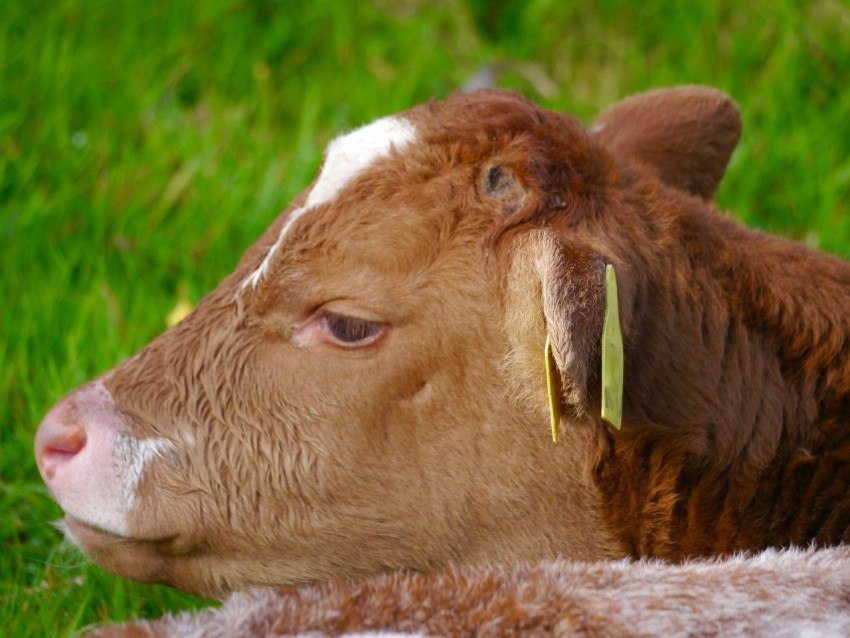 a brown and white cow laying on top of a lush green field