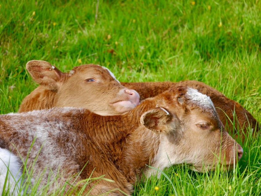 a couple of cows laying on top of a lush green field