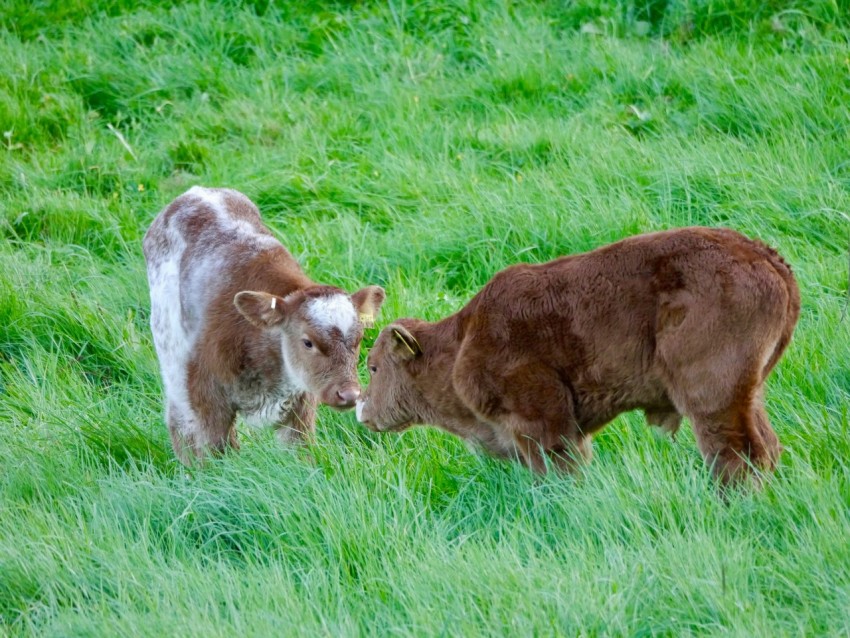 a couple of cows standing on top of a lush green field