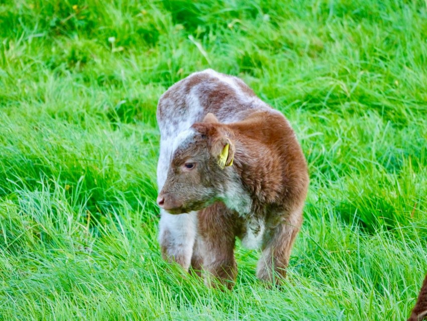 a brown and white cow standing on top of a lush green field