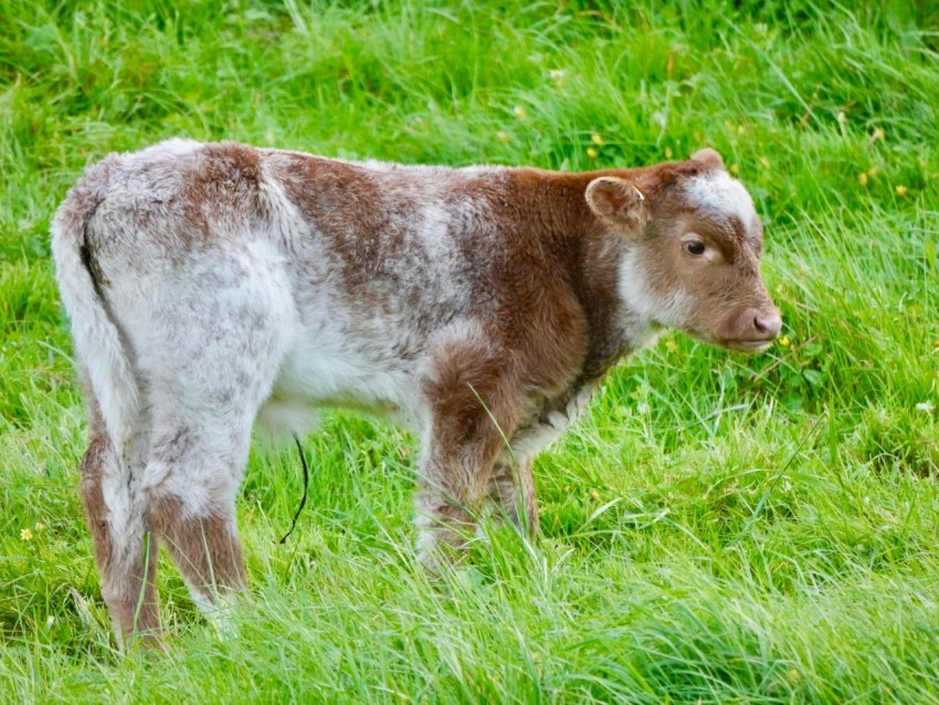 a brown and white cow standing on a lush green field