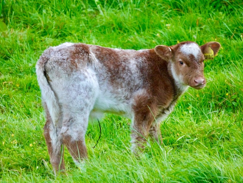 a brown and white calf standing on a lush green field Pz45dJqa