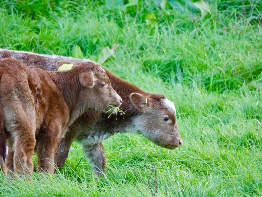 a mother cow and her calf in a grassy field