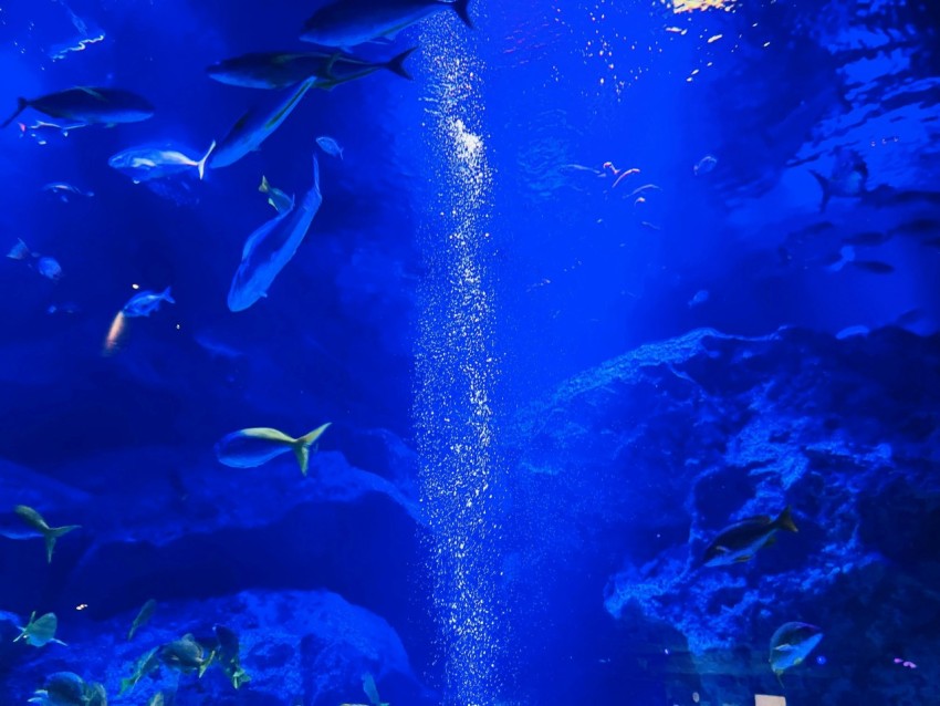 a large aquarium filled with lots of fish