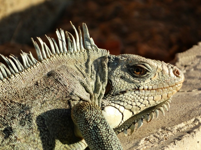 a close up of a lizard on a rock