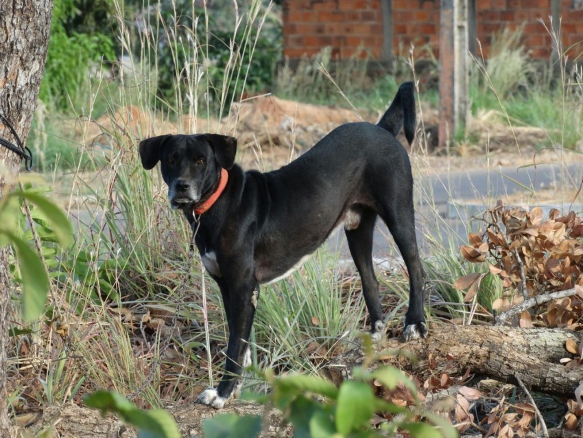 a black dog standing in the middle of a forest