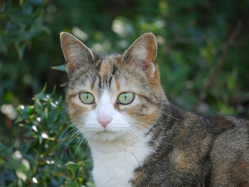 a close up of a cat near a bush