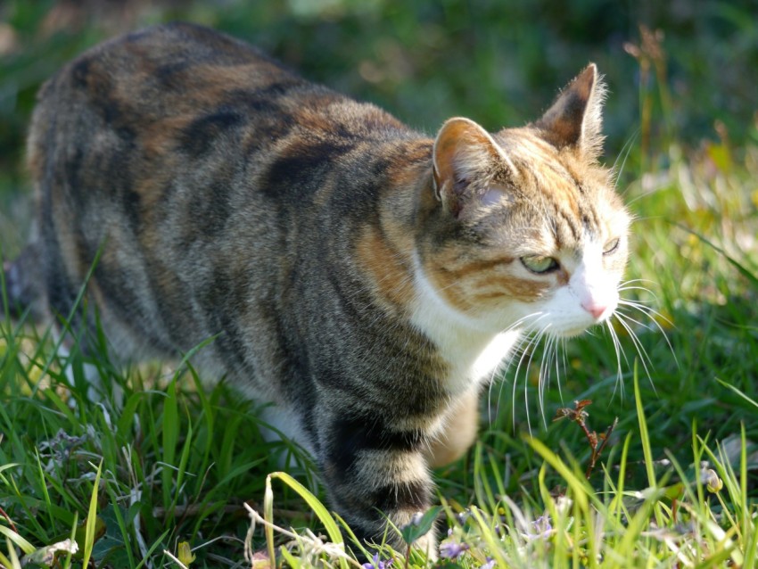 a cat walking through the grass in the sun