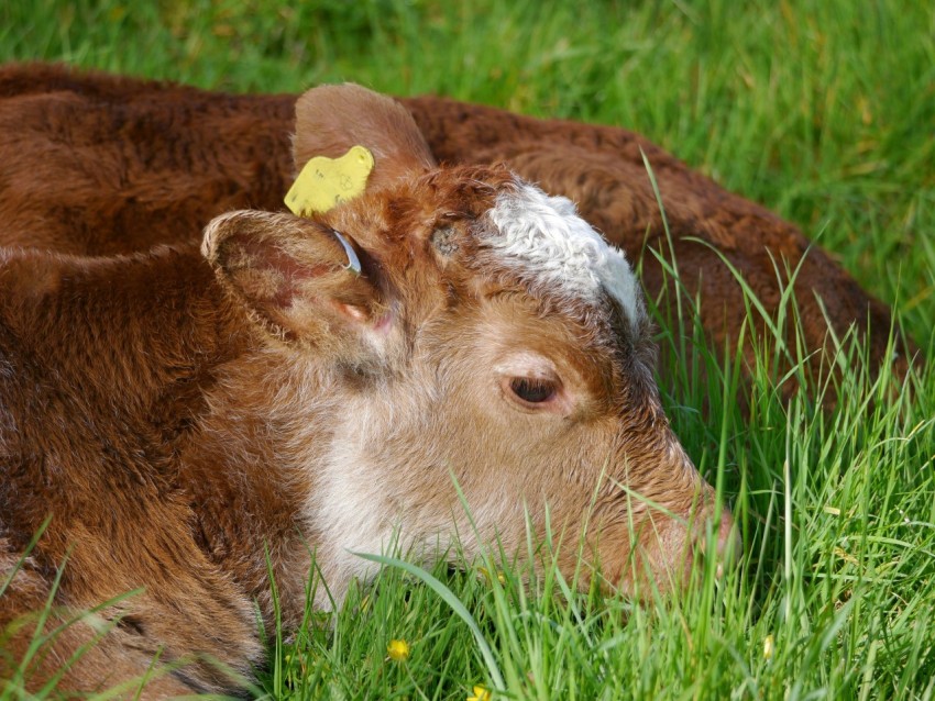 a brown and white cow laying in the grass