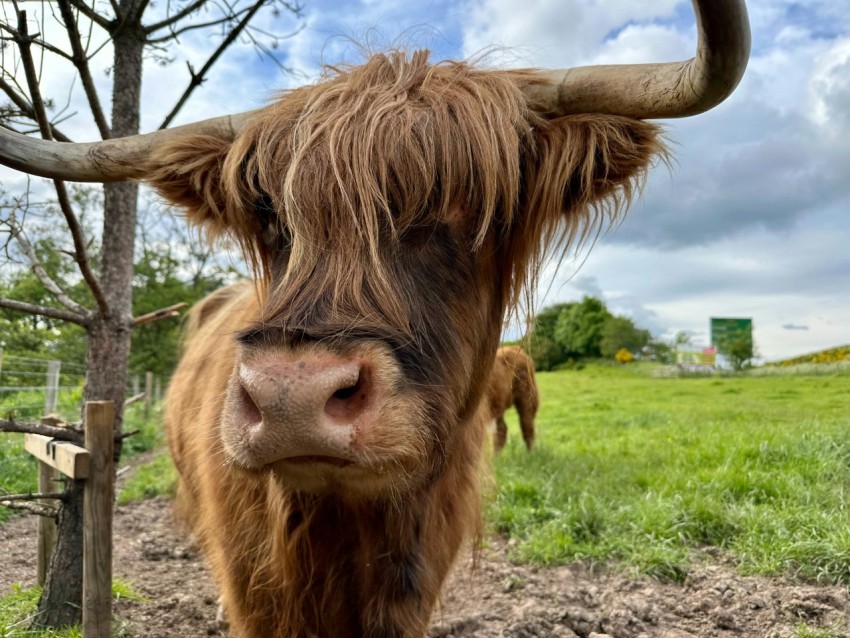 a brown cow with long horns standing in a field