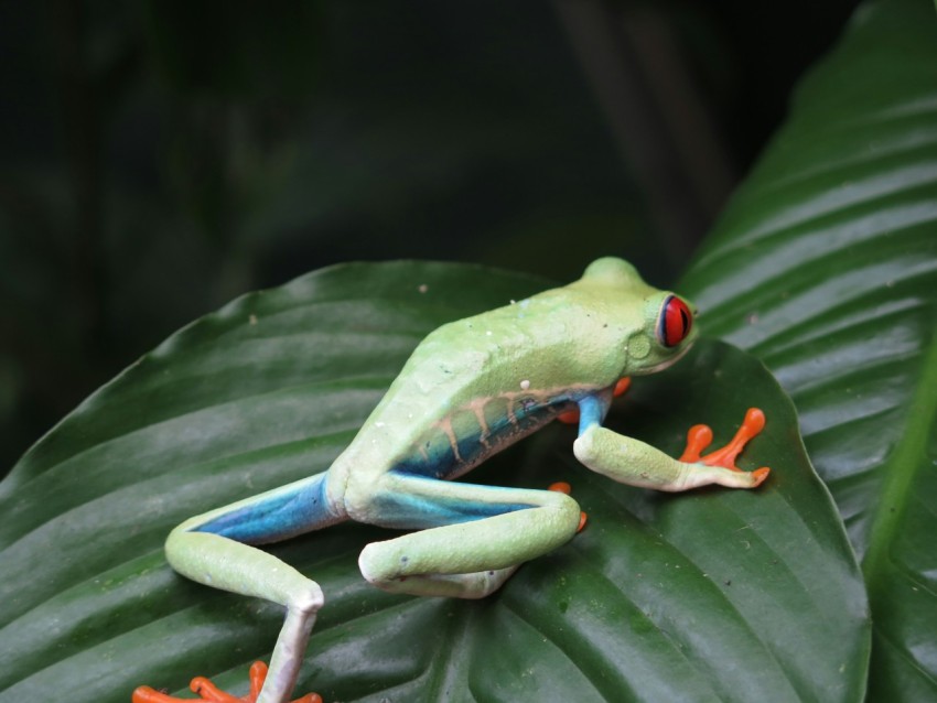 a red eyed tree frog sitting on top of a green leaf