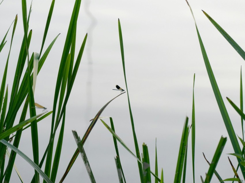 a bird is sitting on a branch in the tall grass