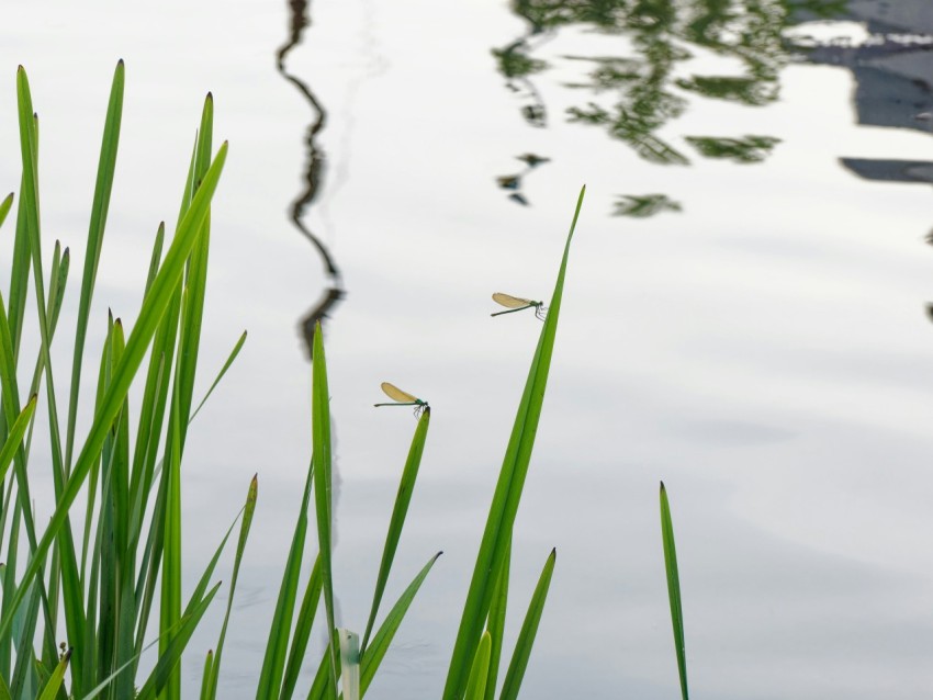 a bird is sitting on the edge of a body of water