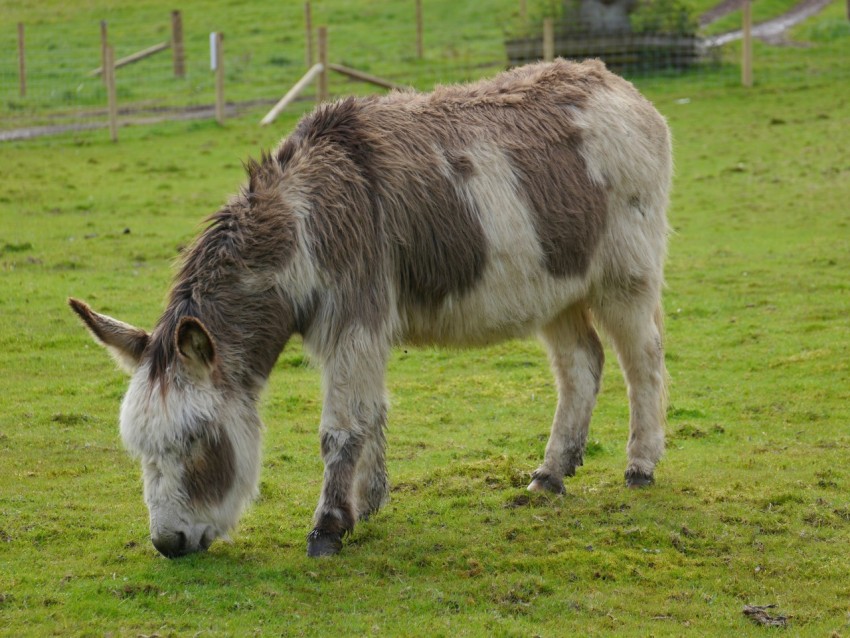 a donkey eating grass in a fenced in area