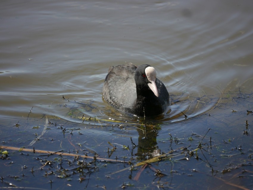 a black and white bird is swimming in the water