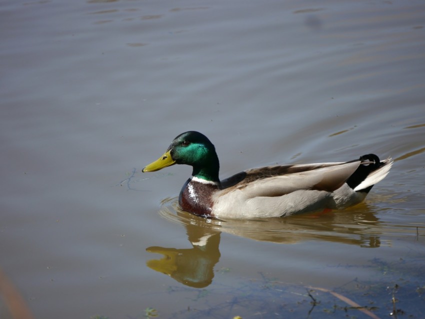 a duck is swimming in the water