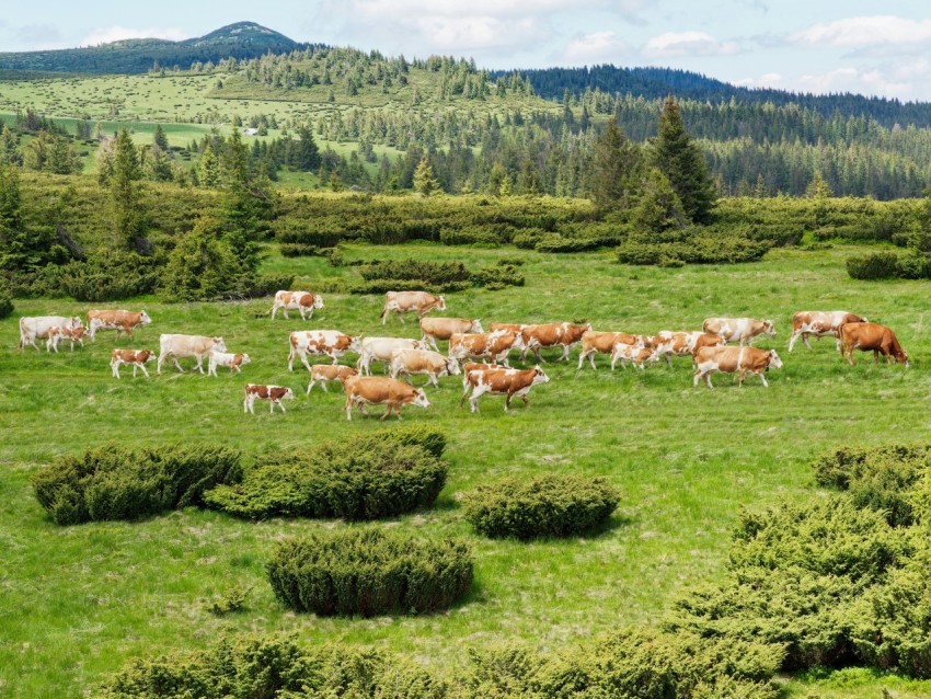 a herd of cows grazing on a lush green field