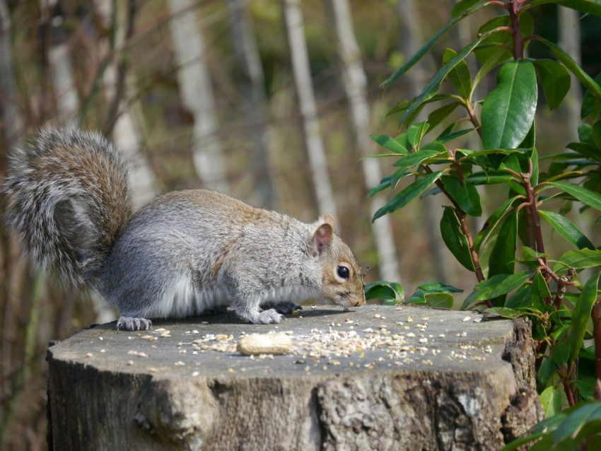 a squirrel is standing on a tree stump fkalHMDSm