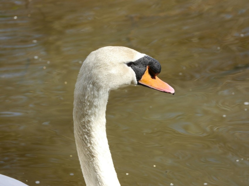 a white swan with an orange beak standing in the water