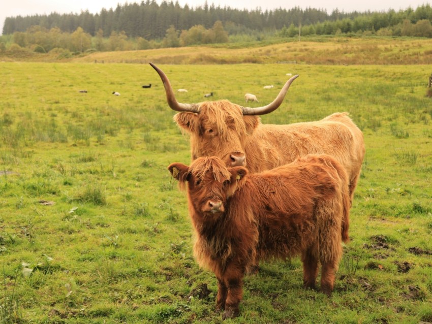 a couple of brown cows standing on top of a lush green field