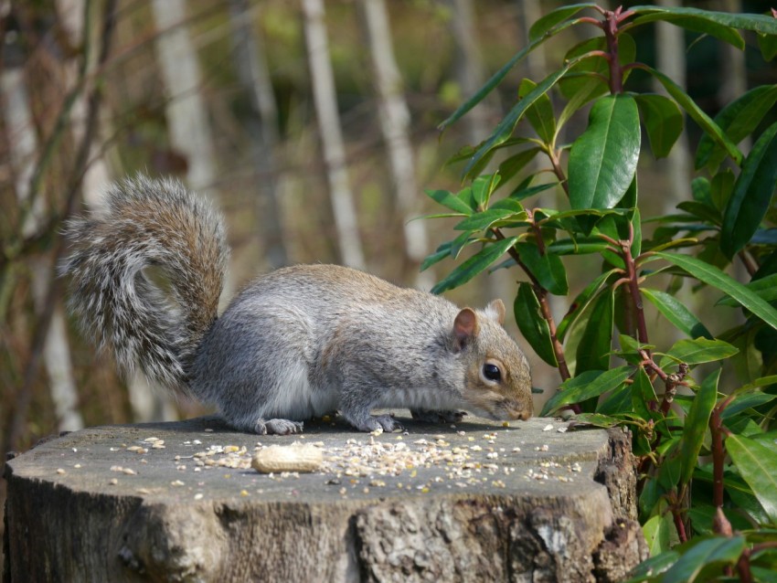 a squirrel is standing on a tree stump