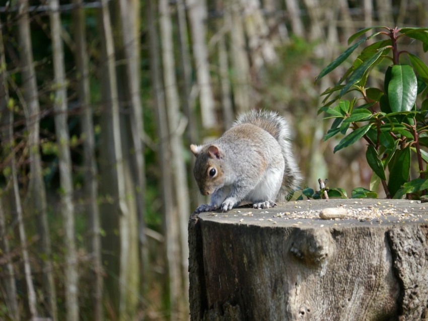 a squirrel sitting on top of a tree stump