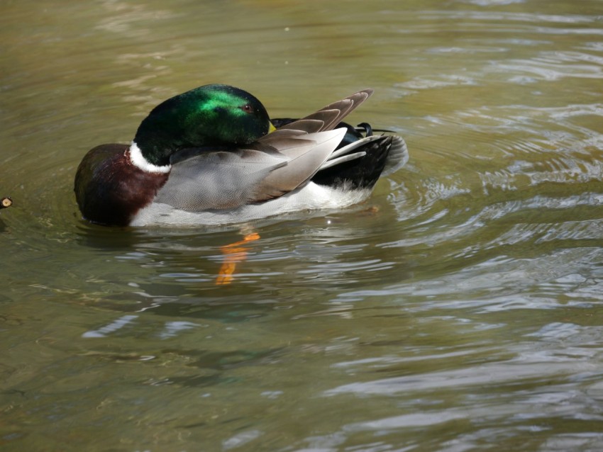 a couple of ducks are swimming in the water