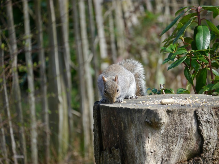 a squirrel sitting on top of a tree stump ZAC