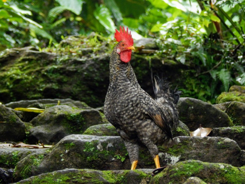 a chicken with a red comb walking on rocks