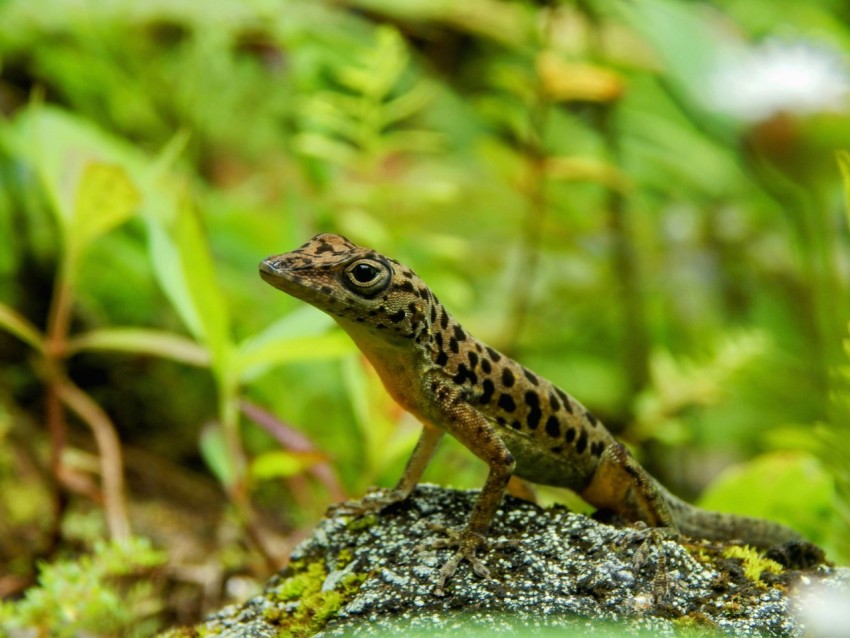 a close up of a small lizard on a rock