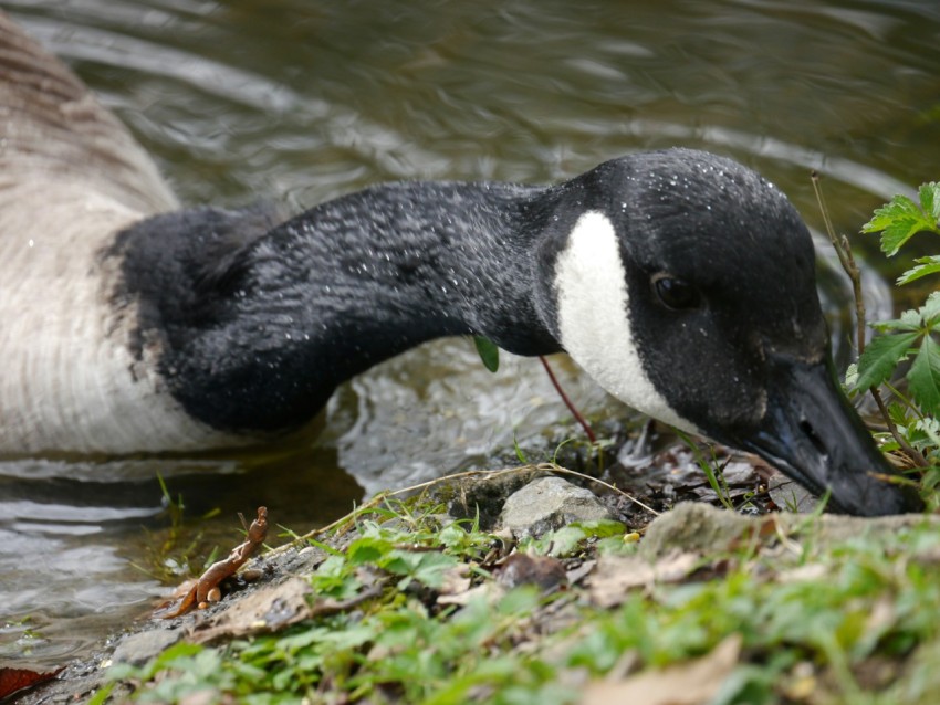 a duck with its head in the water jJJA4U