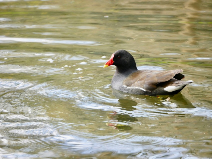 a duck floating on top of a body of water