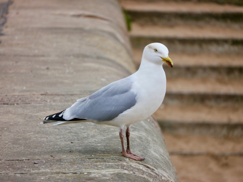 a seagull is standing on a concrete ledge