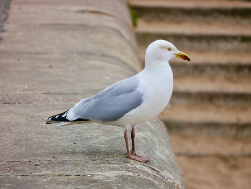 a seagull is standing on a concrete ledge