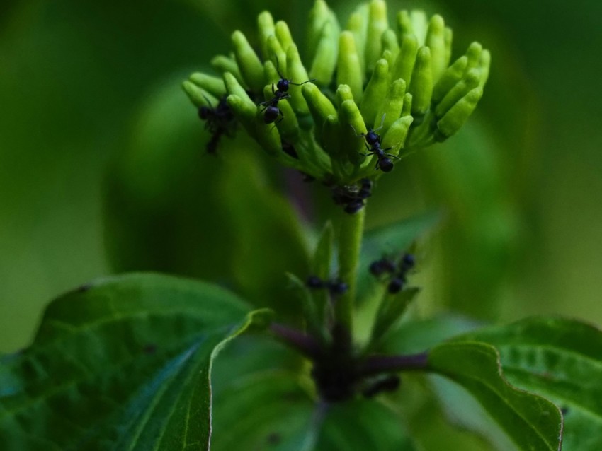 a close up of a green plant with leaves