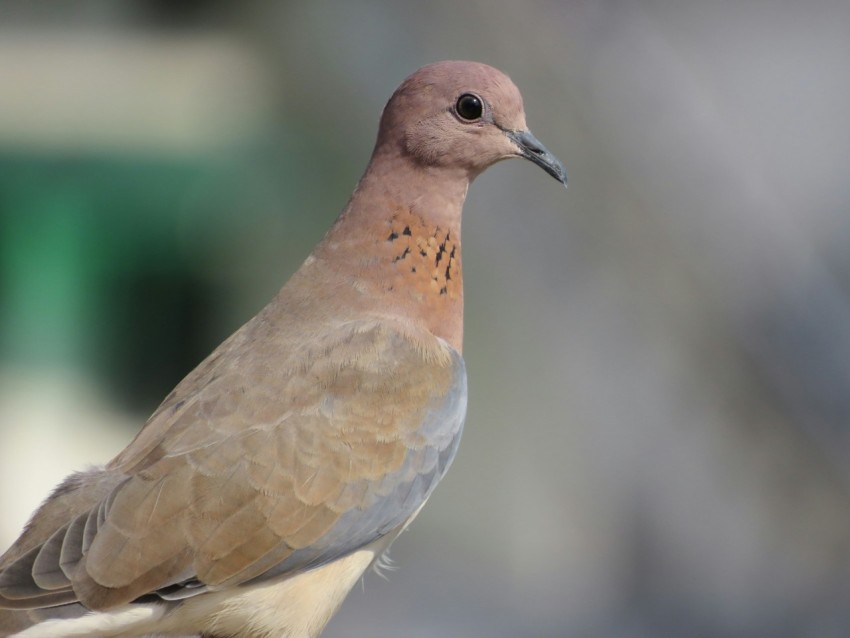 a close up of a bird on a fence