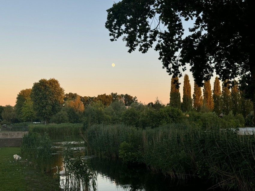 a pond with a bridge and trees in the background