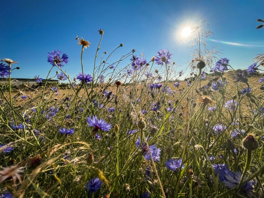 a field full of purple flowers under a blue sky