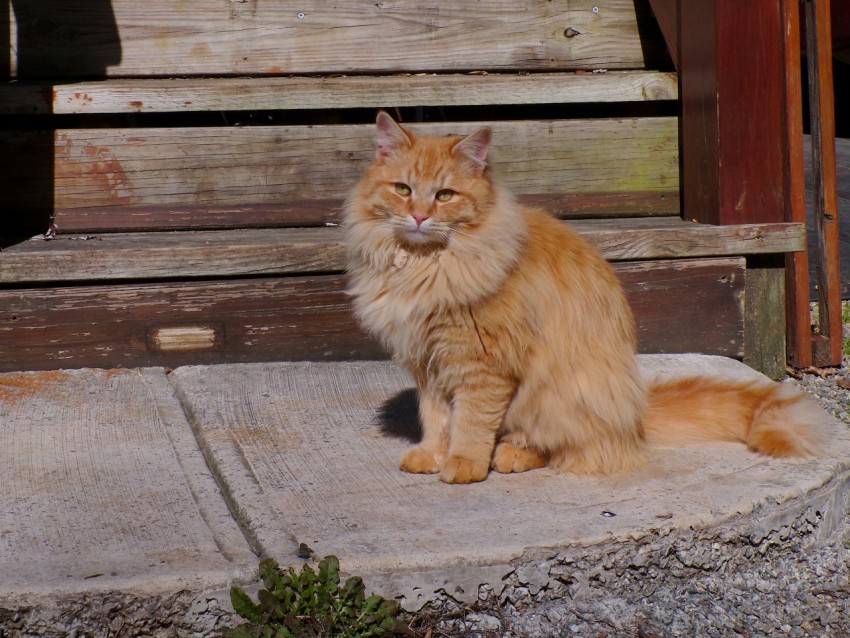 a large orange cat sitting on top of a cement slab dEOsb2Zt